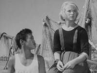 Дикая собака Динго