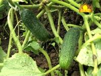 Болезни огурцов