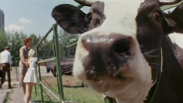 Почему молоко белое?