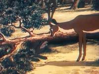 Олень и волк