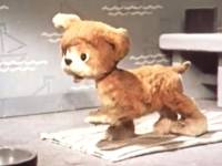 Кто сказал «Мяу»?