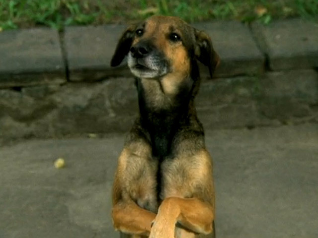 Прогулка отменяется