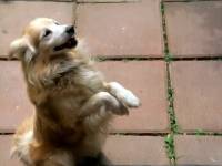 Незваный гость