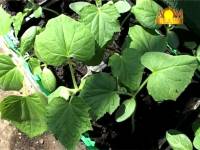 Уход за рассадой