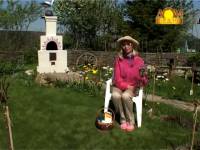 Ремонтантная земляника