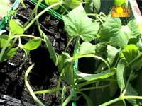 Подкормка растений