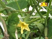 Партенокарпические огурцы