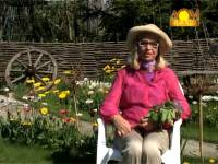 Борьба с фитофторой