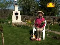 Вредители огурцов