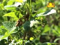 Почковый клещ