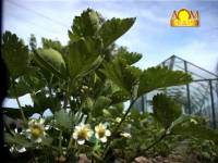 Урожай земляники