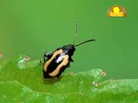 Борьба с вредителями