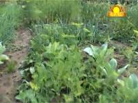 Рассада зеленых культур