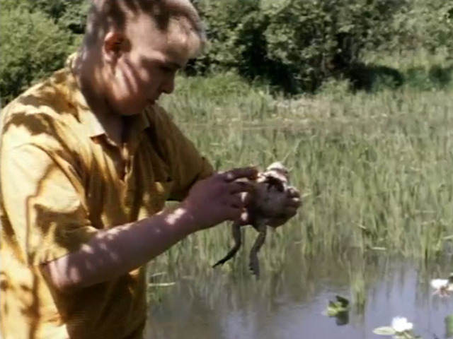 Царевна-лягушка